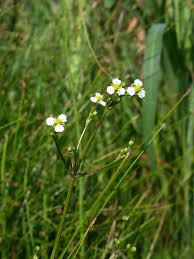 Attēlu rezultāti vaicājumam “Alisma gramineum flower”