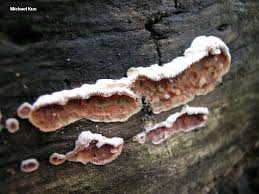 Attēlu rezultāti vaicājumam “Phlebia serialis”