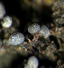 Attēlu rezultāti vaicājumam “Physarum leucophaeum macro”