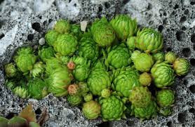 Attēlu rezultāti vaicājumam “Jovibarba globifera fruit”