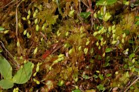 Attēlu rezultāti vaicājumam “Pohlia”