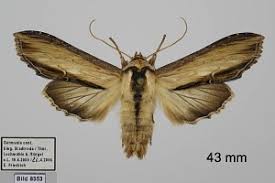 Attēlu rezultāti vaicājumam “Shargacucullia scrophulariae”