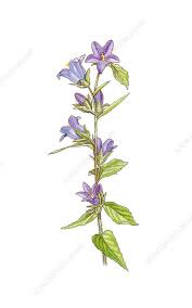 Attēlu rezultāti vaicājumam “Campanula trachelium flower”