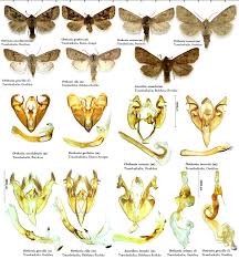 Attēlu rezultāti vaicājumam “Orthosia sp.”