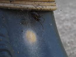 Attēlu rezultāti vaicājumam “Araneus diadematus eggs”