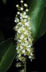 Attēlu rezultāti vaicājumam “Prunus serotina flower”