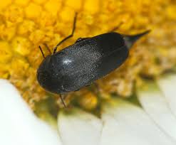 Attēlu rezultāti vaicājumam “Mordella sp.”