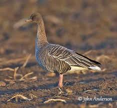 Attēlu rezultāti vaicājumam “Anser brachyrhynchus adult”