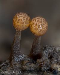 Attēlu rezultāti vaicājumam “Trichia ambigua spores”