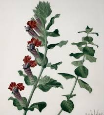 Attēlu rezultāti vaicājumam “Lythraceae”