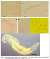 Image result for Argyrosomus inodorus