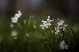 Attēlu rezultāti vaicājumam “Cardamine bulbifera flower”