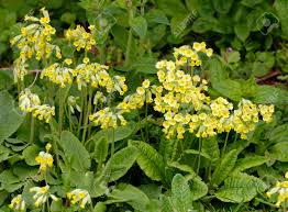 Attēlu rezultāti vaicājumam “Primula x polyantha”