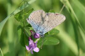 Attēlu rezultāti vaicājumam “Cyaniris semiargus male”