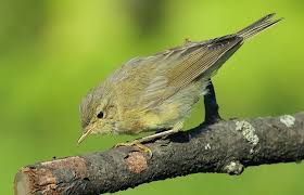 Attēlu rezultāti vaicājumam “Phylloscopus collybita”