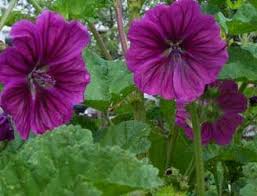 Image result for Malva sylvestris var. mauritiana