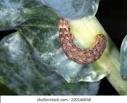 Attēlu rezultāti vaicājumam “Mamestra brassicae pupa”