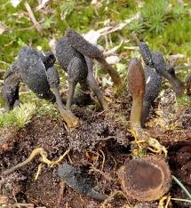 Attēlu rezultāti vaicājumam “Cordyceps ophioglossoides”