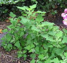 Attēlu rezultāti vaicājumam “Chenopodium album leaf”