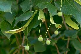 Attēlu rezultāti vaicājumam “Tilia platyphyllos Laciniata fruit”