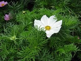 Image result for Schmuckkörbchen