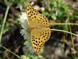 Attēlu rezultāti vaicājumam “Argynnis paphia female”