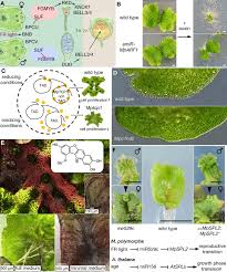 Attēlu rezultāti vaicājumam “Calliergonella cuspidata sporophyte”
