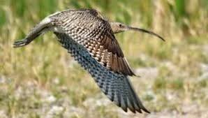 Attēlu rezultāti vaicājumam “Numenius arquata adult”