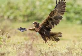 Image result for Pembrokeshire Harriers