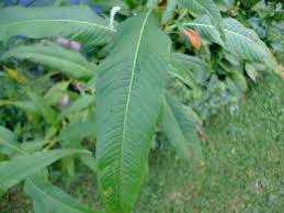 Attēlu rezultāti vaicājumam “Persicaria lapathifolia leaf”