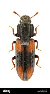 Attēlu rezultāti vaicājumam “Bitoma crenata”