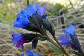 Attēlu rezultāti vaicājumam “Pulmonaria angustifolia fruit”