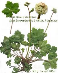 Attēlu rezultāti vaicājumam “Sanicula europaea bud”