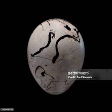 Attēlu rezultāti vaicājumam “Emberiza schoeniclus eggs”