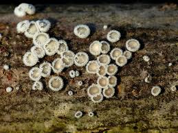 Attēlu rezultāti vaicājumam “Lachnella alboviolascens”