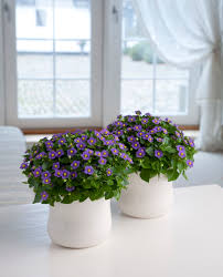 Image result for Exacum affine