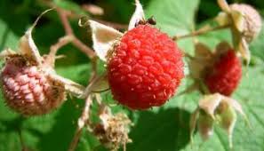 Attēlu rezultāti vaicājumam “Rubus parviflorus leaf”