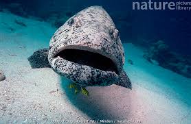 Image result for Epinephelus tukula