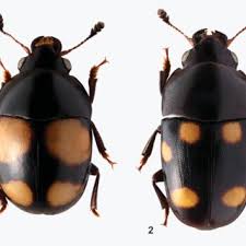 Attēlu rezultāti vaicājumam “Glischrochilus grandis”