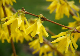 Attēlu rezultāti vaicājumam “Forsythia”