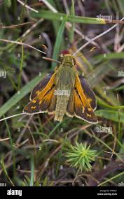 Attēlu rezultāti vaicājumam “Hesperia comma male”