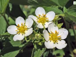 Attēlu rezultāti vaicājumam “Fragaria viridis flower”