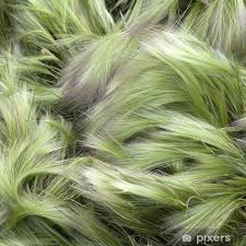 Attēlu rezultāti vaicājumam “Hordeum jubatum”