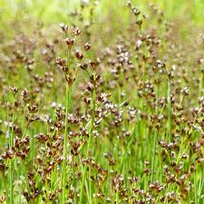 Attēlu rezultāti vaicājumam “Juncus articulatus”