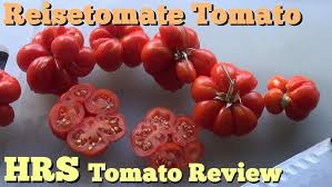 Afbeeldingsresultaat voor voyage tomato