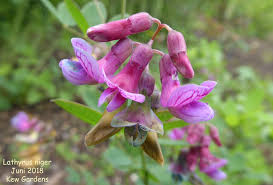 Attēlu rezultāti vaicājumam “Lathyrus niger”