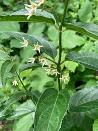 Attēlu rezultāti vaicājumam “Vincetoxicum hirundinaria leaf”