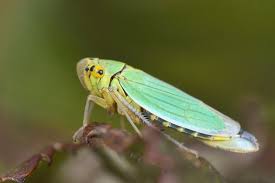 Attēlu rezultāti vaicājumam “Cicadella viridis female”