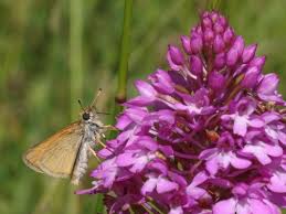Attēlu rezultāti vaicājumam “Thymelicus lineola underside”