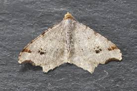 Attēlu rezultāti vaicājumam “Macaria alternata”